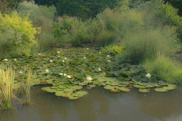 Waterlilies on the Pond